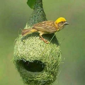 Meet your Posher, Enyo